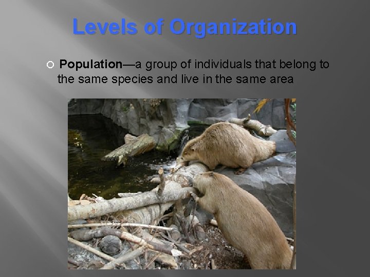 Levels of Organization Population—a group of individuals that belong to the same species and Levels of Organization Population—a group of individuals that belong to the same species and