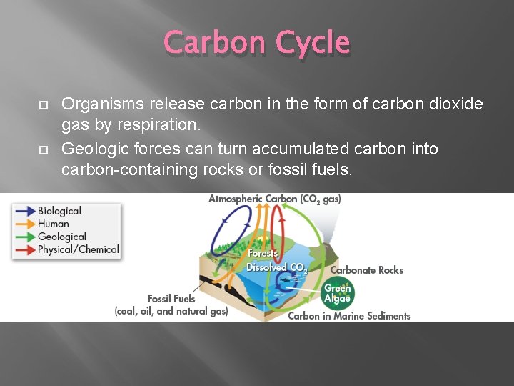 Carbon Cycle Organisms release carbon in the form of carbon dioxide gas by respiration. Carbon Cycle Organisms release carbon in the form of carbon dioxide gas by respiration.