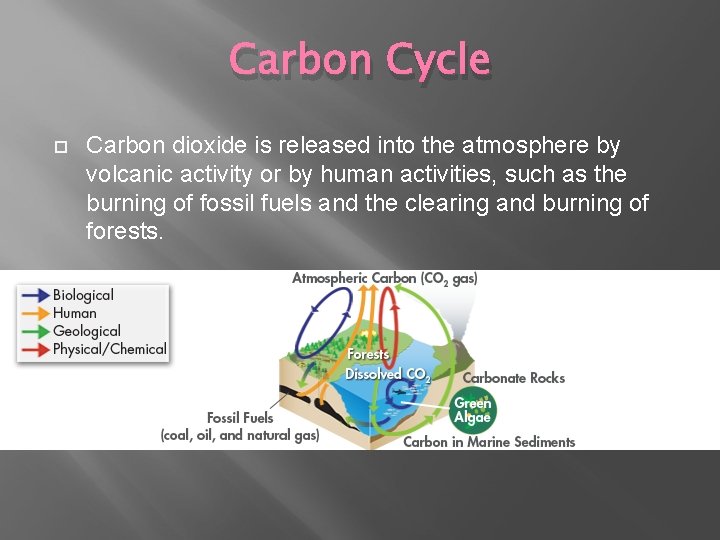Carbon Cycle Carbon dioxide is released into the atmosphere by volcanic activity or by Carbon Cycle Carbon dioxide is released into the atmosphere by volcanic activity or by