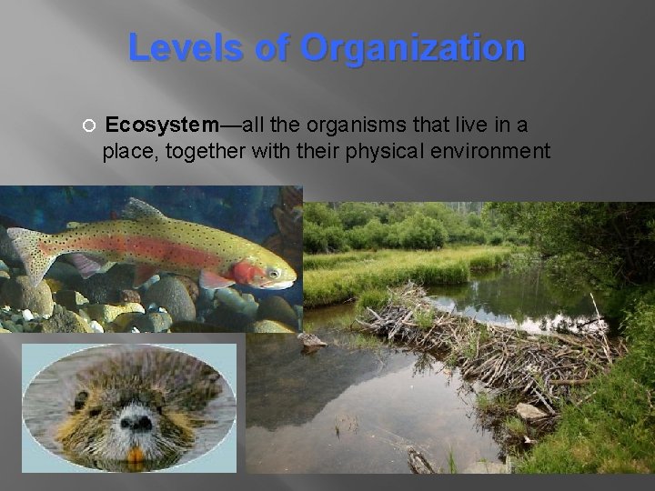 Levels of Organization Ecosystem—all the organisms that live in a place, together with their Levels of Organization Ecosystem—all the organisms that live in a place, together with their