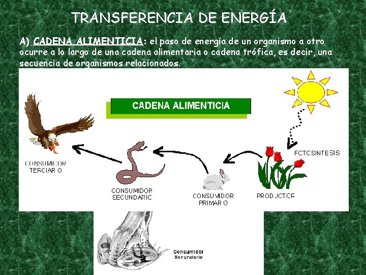 TRANSFERENCIA DE ENERGÍA A) CADENA ALIMENTICIA: el paso de energía de un organismo a