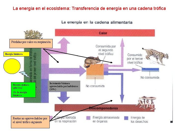 La energía en el ecosistema: Transferencia de energía en una cadena trófica Pérdidas por