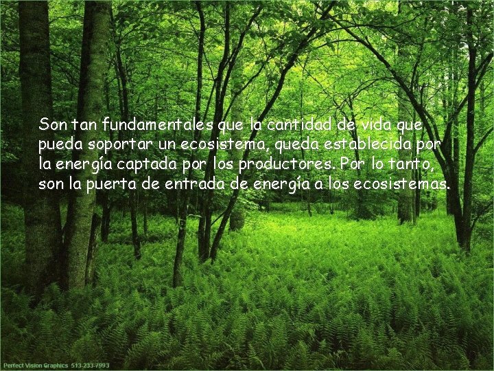 Son tan fundamentales que la cantidad de vida que pueda soportar un ecosistema, queda