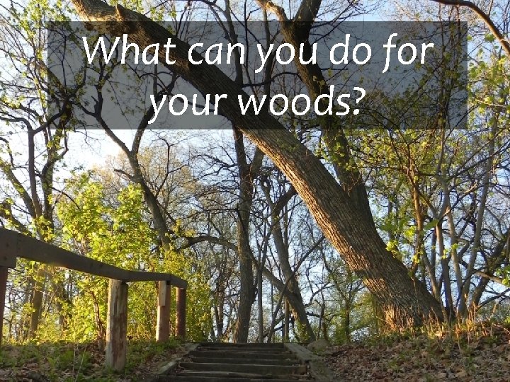 What can you do for your woods? 
