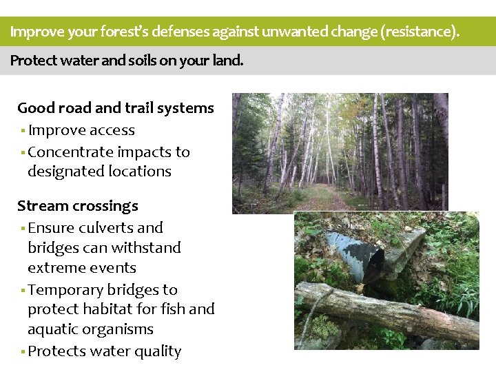Improve your forest’s defenses against unwanted change (resistance). Protect water and soils on your