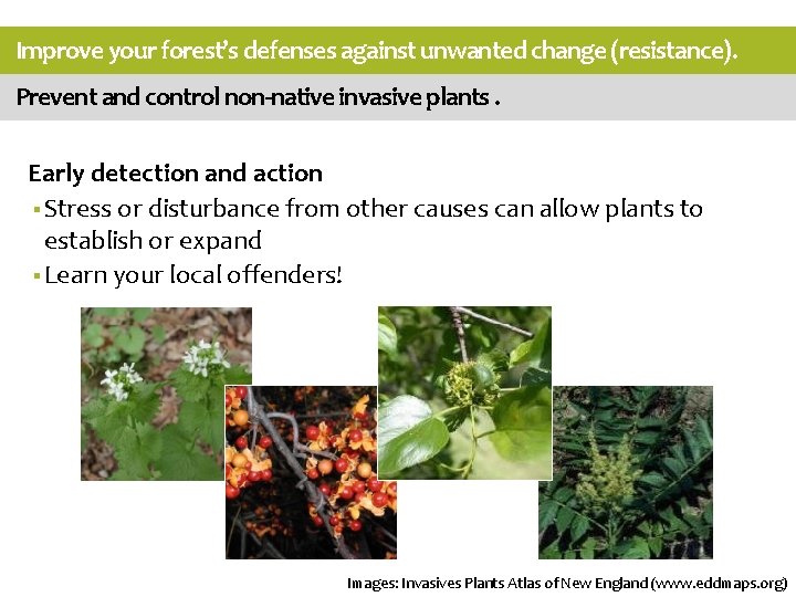 Improve your forest’s defenses against unwanted change (resistance). Prevent and control non-native invasive plants.