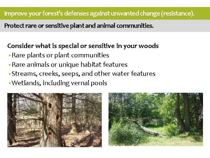 Improve your forest’s defenses against unwanted change (resistance). Protect rare or sensitive plant and