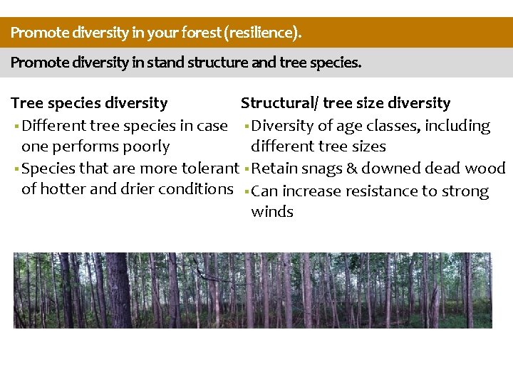 Promote diversity in your forest (resilience). Promote diversity in stand structure and tree species.