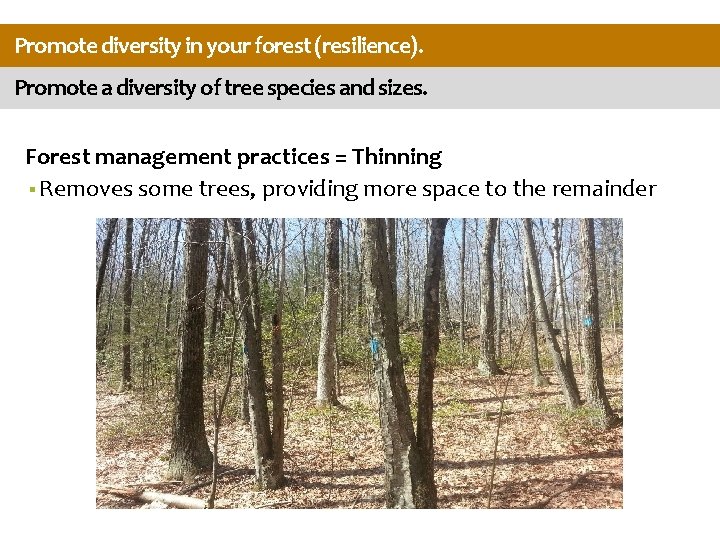 Promote diversity in your forest (resilience). Promote a diversity of tree species and sizes.