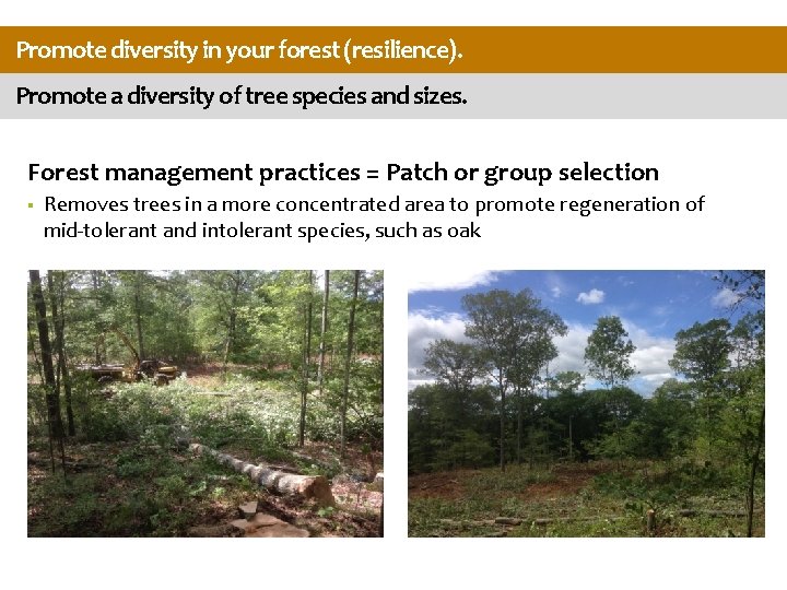 Promote diversity in your forest (resilience). Promote a diversity of tree species and sizes.