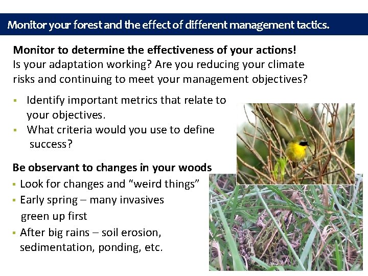 Monitor your forest and the effect of different management tactics. Monitor to determine the