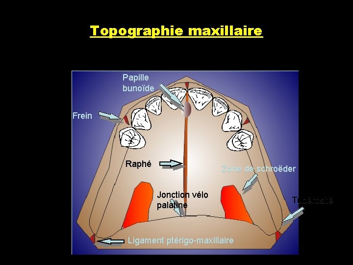 Topographie maxillaire Papille bunoïde Frein Raphé Zone de schroëder Jonction vélo palatine Ligament ptérigo-maxillaire