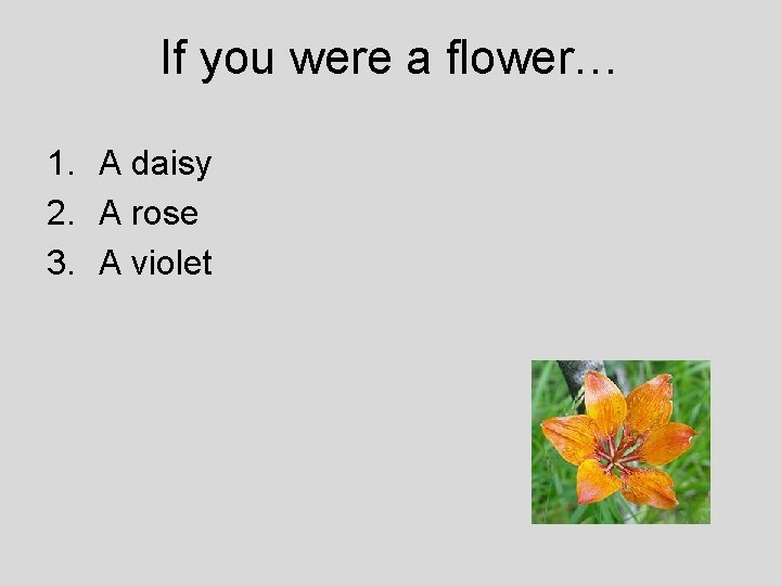 If you were a flower… 1. A daisy 2. A rose 3. A violet