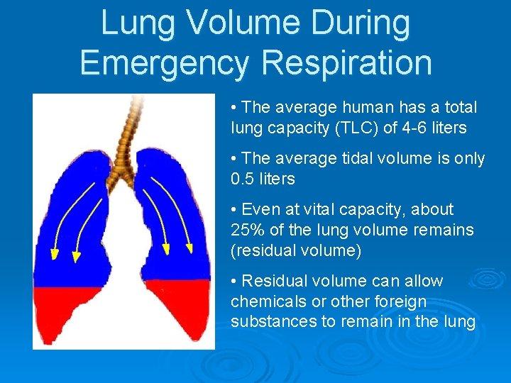 Lung Volume During Emergency Respiration • The average human has a total lung capacity