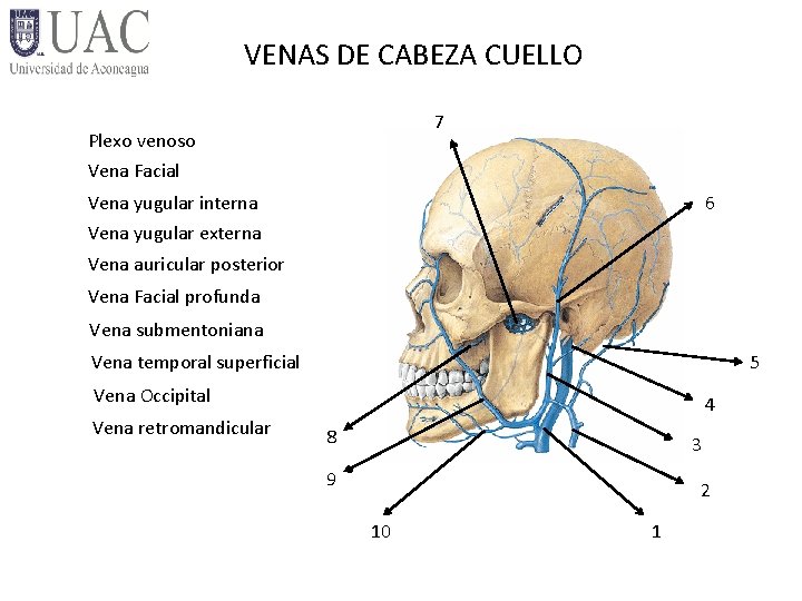 REGIN DE CABEZA REPAROS SEOS Glabela Agujero infraorbitario