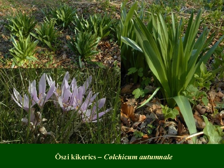 Őszi kikerics – Colchicum autumnale 