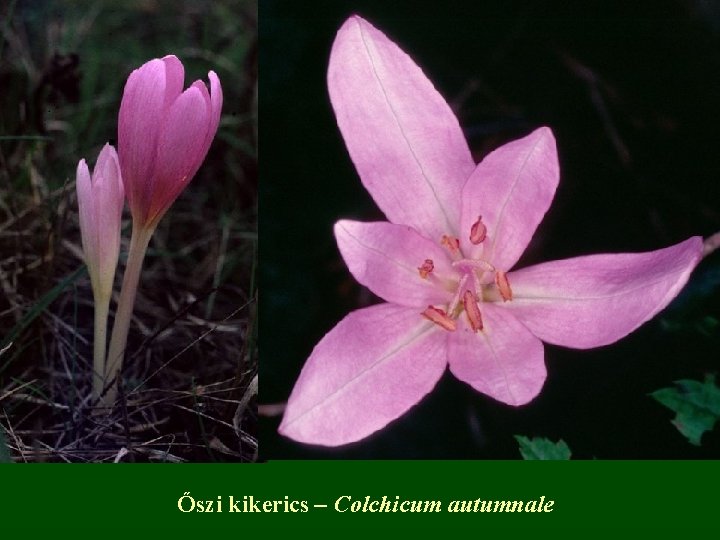 Őszi kikerics – Colchicum autumnale 