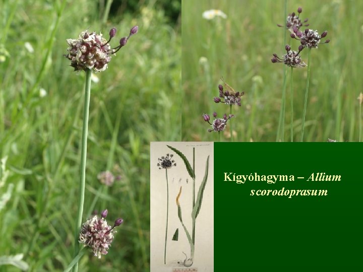 Kígyóhagyma – Allium scorodoprasum 