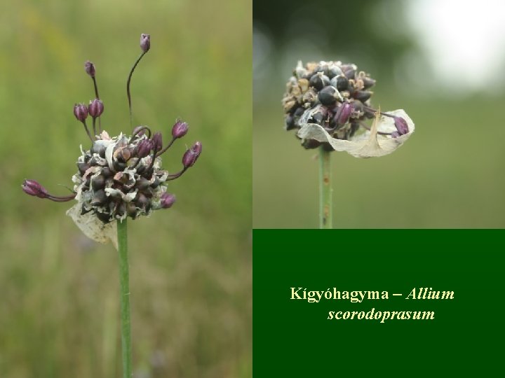 Kígyóhagyma – Allium scorodoprasum 