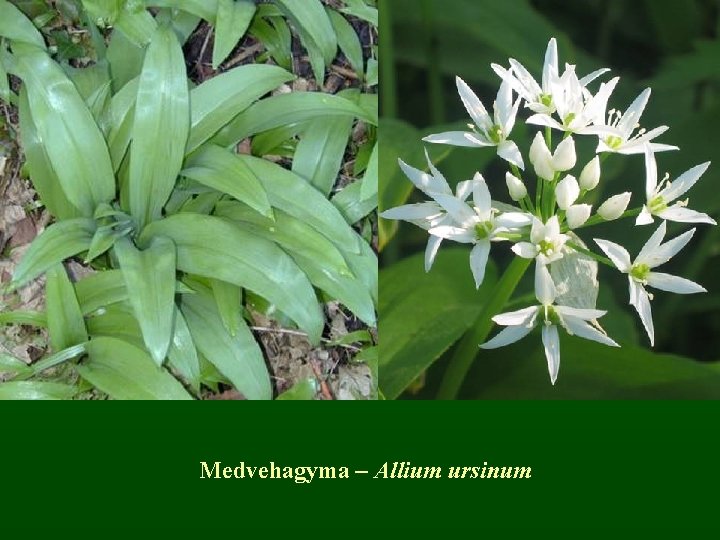 Medvehagyma – Allium ursinum 