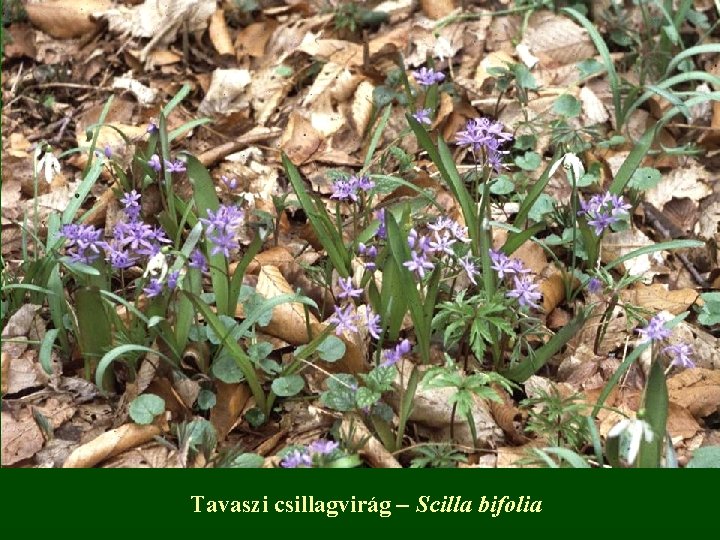 Tavaszi csillagvirág – Scilla bifolia 