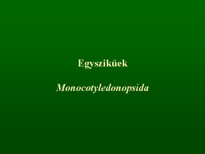 Egyszikűek Monocotyledonopsida 