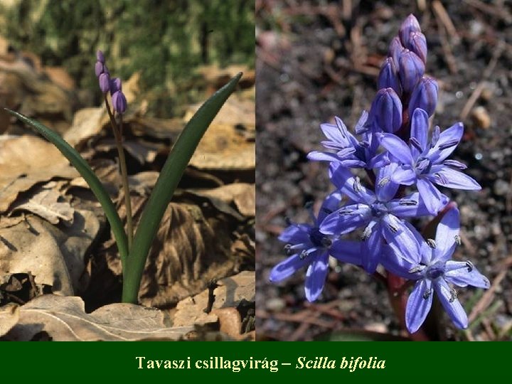 Tavaszi csillagvirág – Scilla bifolia 