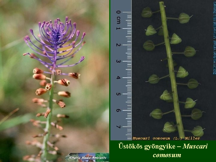 Üstökös gyöngyike – Muscari comosum 