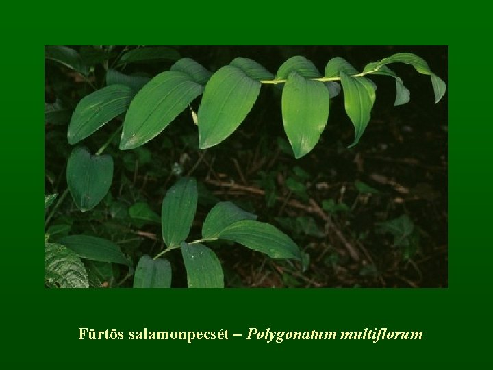 Fürtös salamonpecsét – Polygonatum multiflorum 