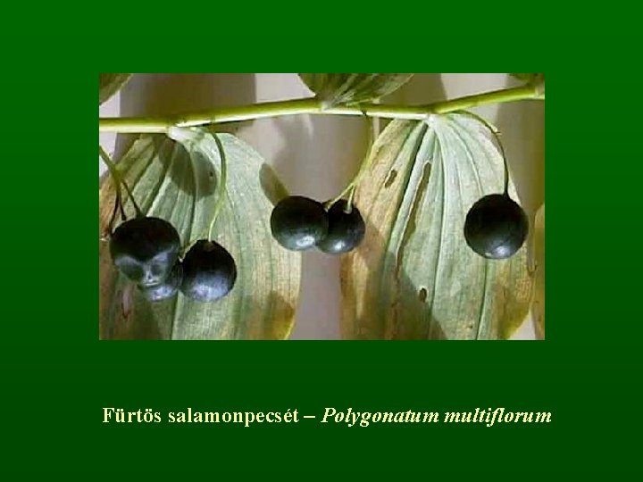 Fürtös salamonpecsét – Polygonatum multiflorum 