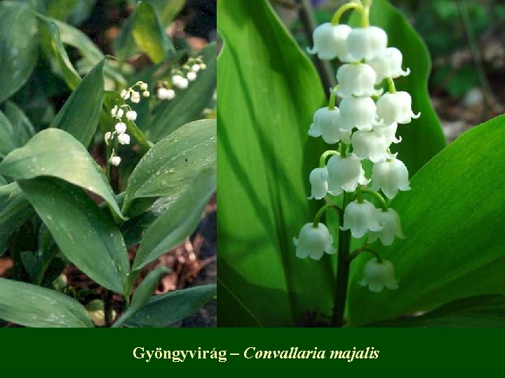 Gyöngyvirág – Convallaria majalis 