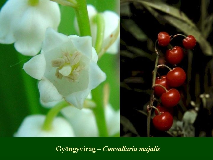 Gyöngyvirág – Convallaria majalis 