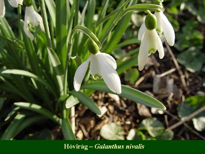 Hóvirág – Galanthus nivalis 