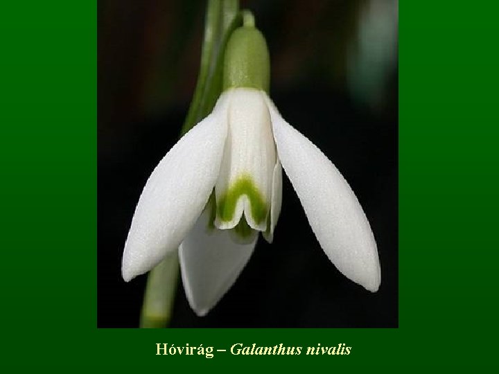 Hóvirág – Galanthus nivalis 