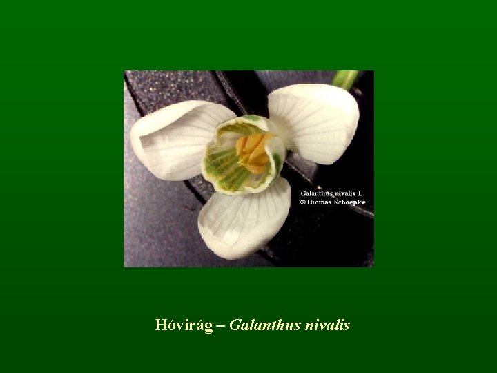 Hóvirág – Galanthus nivalis 