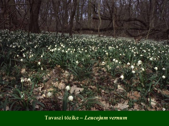 Tavaszi tőzike – Leucojum vernum 