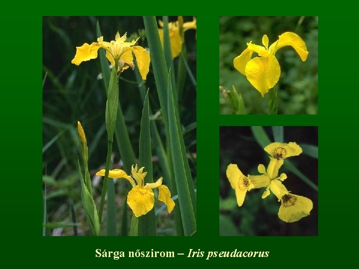 Sárga nőszirom – Iris pseudacorus 