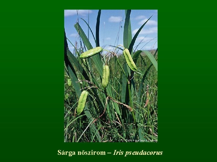 Sárga nőszirom – Iris pseudacorus 