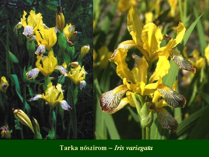 Tarka nőszirom – Iris variegata 