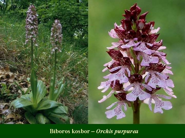 Bíboros kosbor – Orchis purpurea 