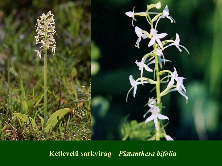 Kétlevelű sarkvirág – Platanthera bifolia 