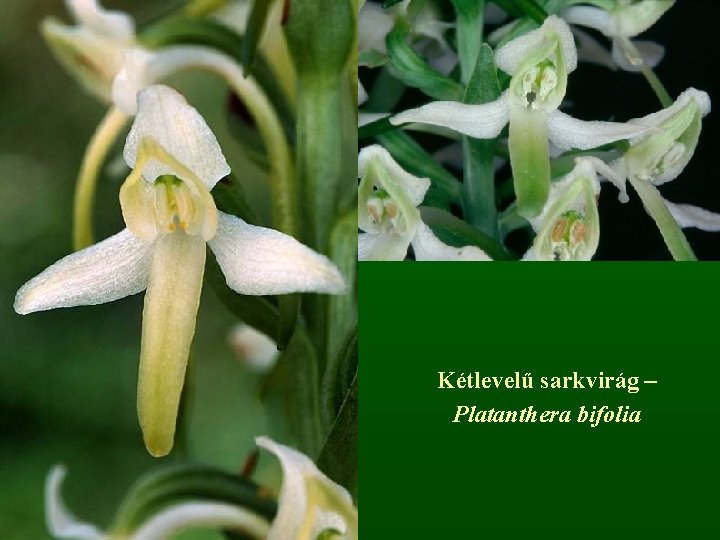 Kétlevelű sarkvirág – Platanthera bifolia 