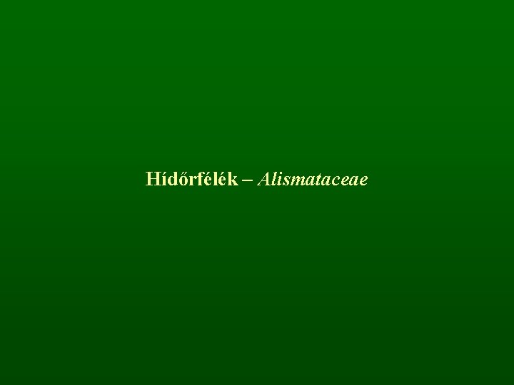 Hídőrfélék – Alismataceae 