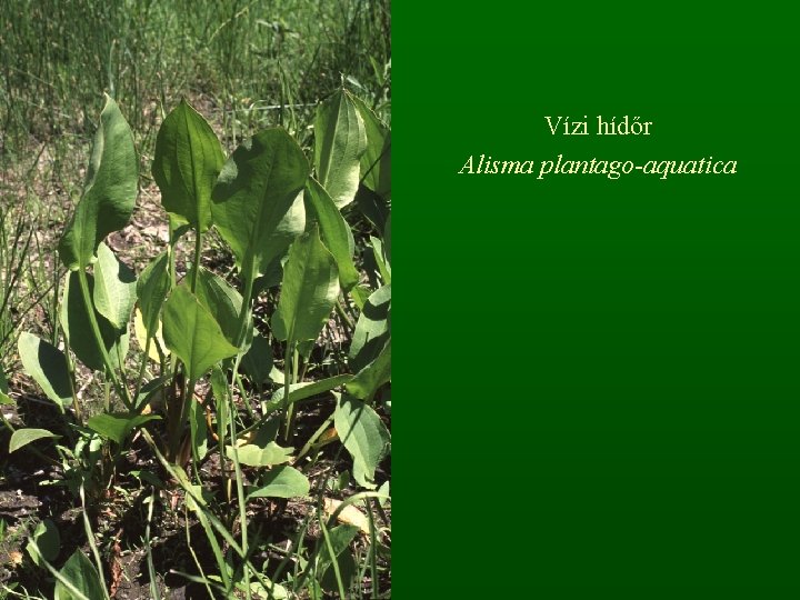 Vízi hídőr Alisma plantago-aquatica 