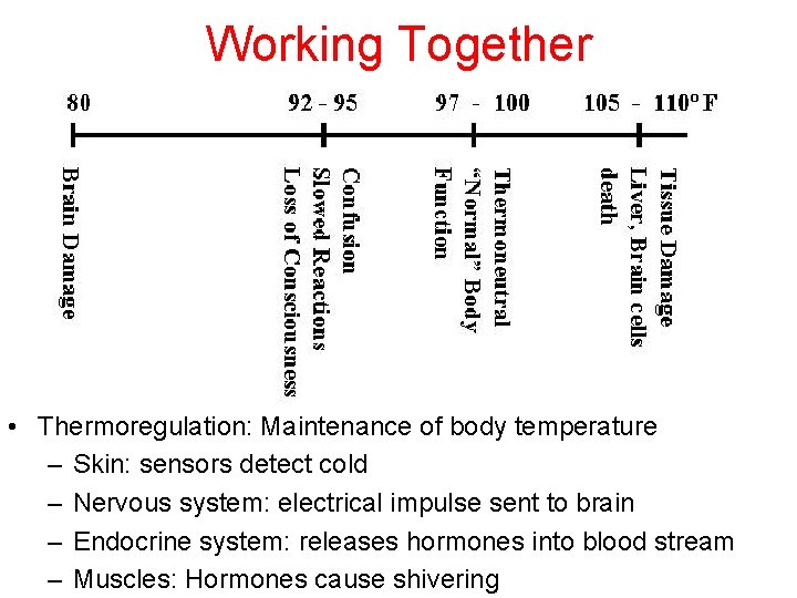 Working Together • Thermoregulation: Maintenance of body temperature – Skin: sensors detect cold –