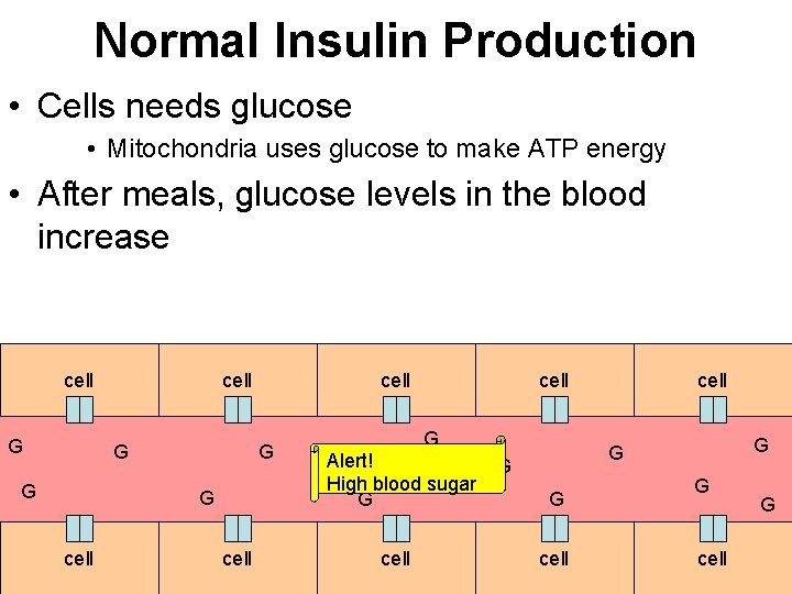 Normal Insulin Production • Cells needs glucose • Mitochondria uses glucose to make ATP