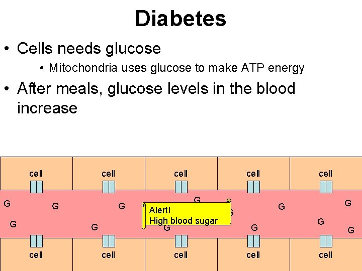 Diabetes • Cells needs glucose • Mitochondria uses glucose to make ATP energy •