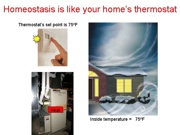 Homeostasis is like your home’s thermostat Thermostat’s set point is 75ºF heat Inside temperature