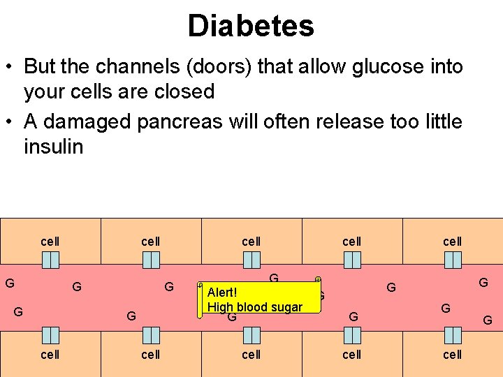 Diabetes • But the channels (doors) that allow glucose into your cells are closed
