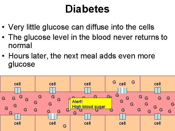 Diabetes • Very little glucose can diffuse into the cells • The glucose level